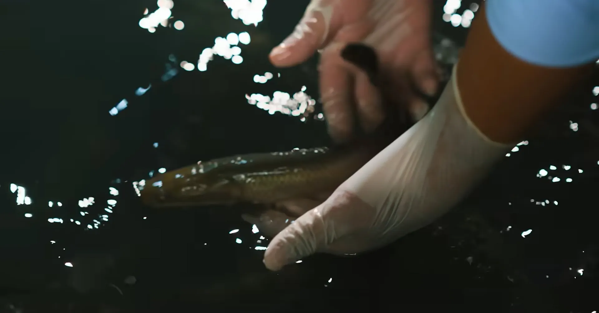 Manejo de crías de paiche en la piscigranja